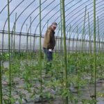 松山ケンイチがハウス内でミニトマトを栽培するプライベートな様子