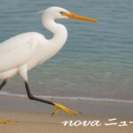 元警察官による高齢者詐欺の衝撃…だまし取ったカードでATMから300万円出金か 海辺を歩く白い鳥を写したニュース記事用の共通イメージ画像