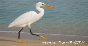 海辺を歩く白い鳥を写したニュース記事用の共通イメージ画像