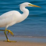 海辺を歩く白い鳥を写したニュース記事用の共通イメージ画像