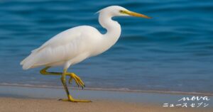 海辺を歩く白い鳥を写したニュース記事用の共通イメージ画像